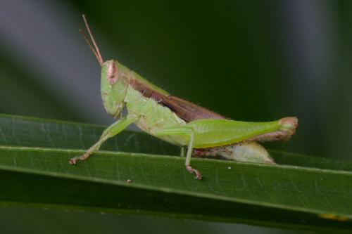Oxya sp.