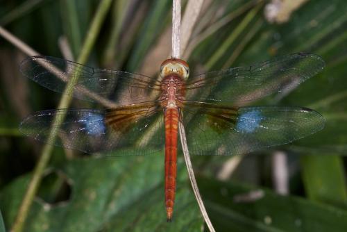 Tholymis tillarga