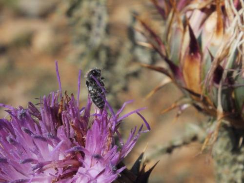 Réf. 154 241 : Acmaeoderella perroti perroti