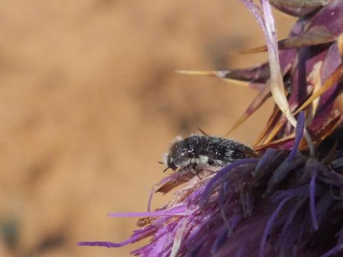 Acmaeoderella perroti perroti