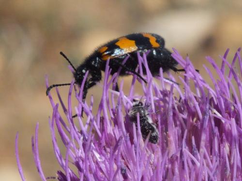 Acmaeoderella perroti perroti
