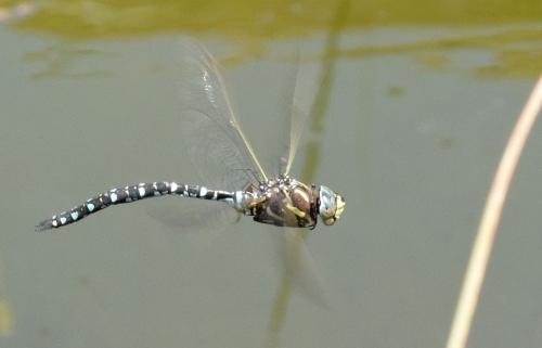Réf. 154 887 : Aeshna juncea