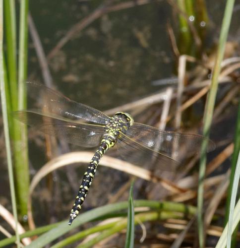 Réf. 154 886 : Aeshna juncea