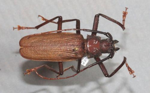 Arba erlangeri