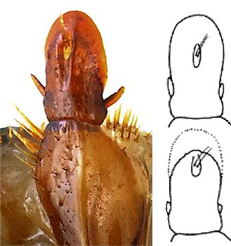 Amara ingenua