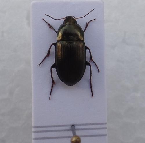 Amara sp.