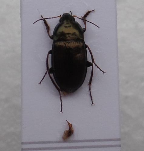 Réf. 154 999 : Amara similata