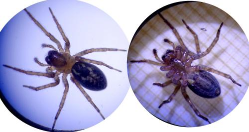 Amaurobius sp.