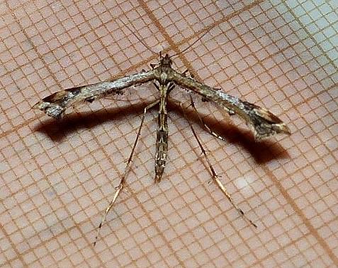 Amblyptilia acanthadactyla