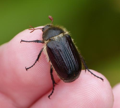 Amphimallon atrum