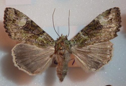 Anaplectoides prasina