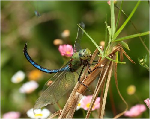 Réf. 154 044 : Anax imperator