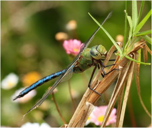 Réf. 154 042 : Anax imperator