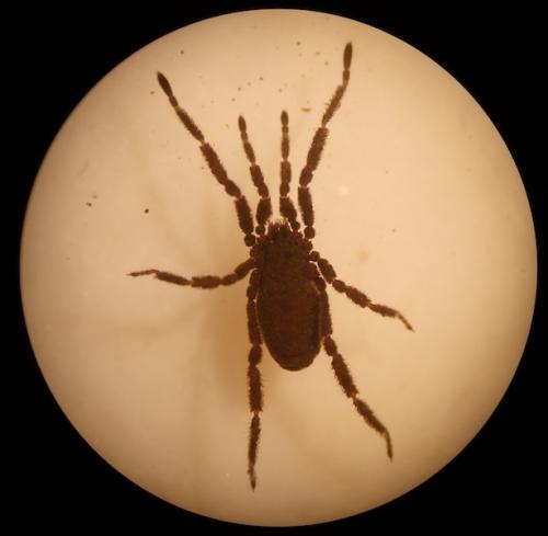 Anelasmocephalus cambridgei