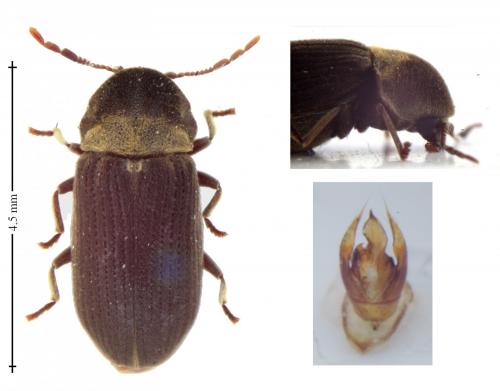 Réf. 154 996 : Hadrobregmus denticollis