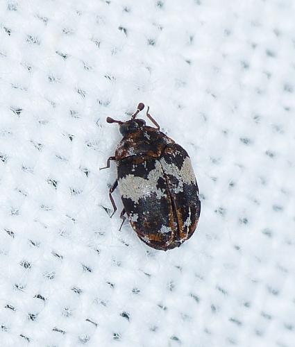 Anthrenus pimpinellae