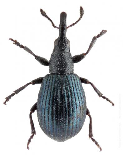 Réf. 154 057 : Ischnopterapion cognatum