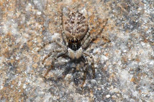 Menemerus semilimbatus