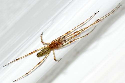 Tetragnatha montana