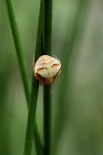 Réf. 154 825 : Araneus sp.