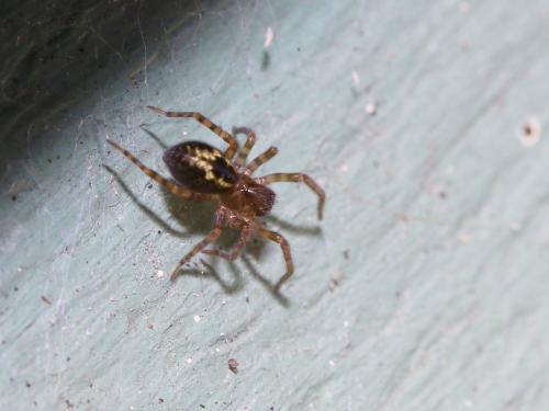 Amaurobius sp.