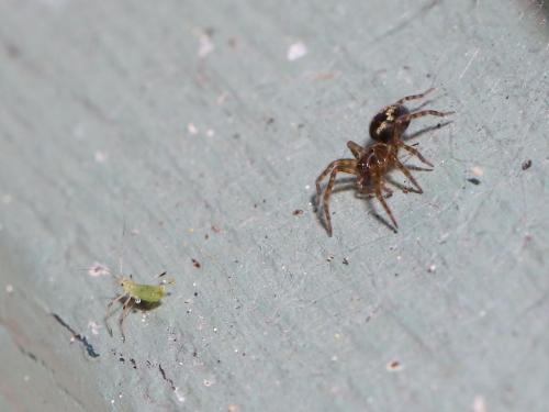 Amaurobius sp.