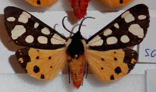 Réf. 154 645 : Arctia villica