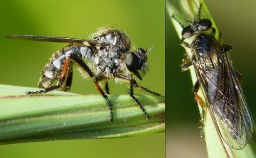 Réf. 154 749 : Leptarthrus brevirostris