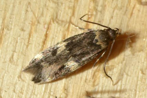 Oegoconia sp.