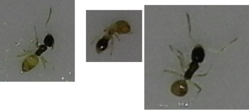 Tapinoma melanocephalum