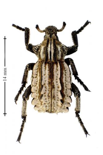 Brachycerus albidentatus
