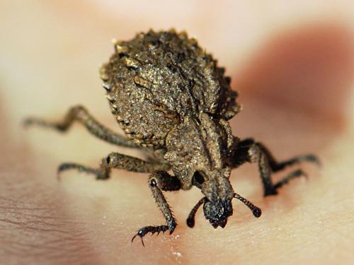 Brachycerus muricatus