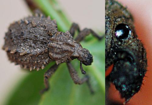 Brachycerus muricatus