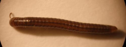 Réf. 154 742 : Brachyiulus pusillus