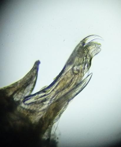 Réf. 154 745 : Brachyiulus pusillus