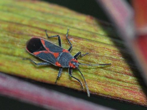 Caenocoris nerii