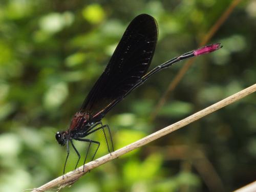 Calopteryx haemorrhoidalis