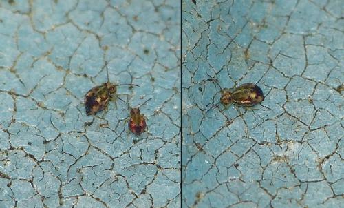 Calvatomina sp.