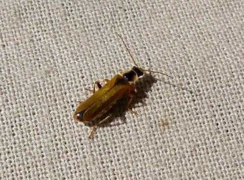 Cantharis decipiens