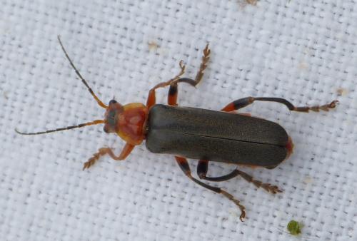Réf. 154 973 : Cantharis livida