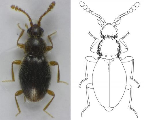Réf. 154 109 : Microscydmus nanus
