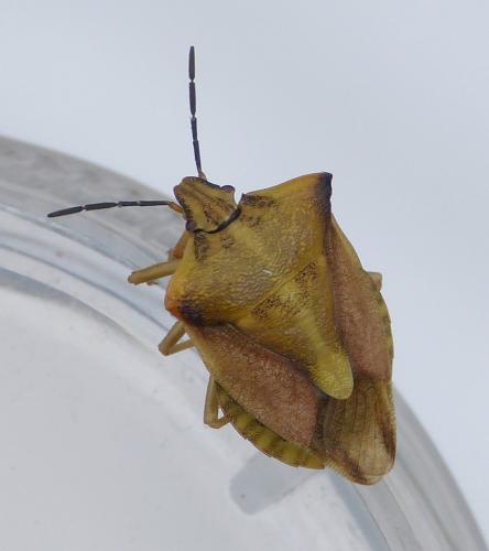 Réf. 154 486 : Carpocoris fuscispinus