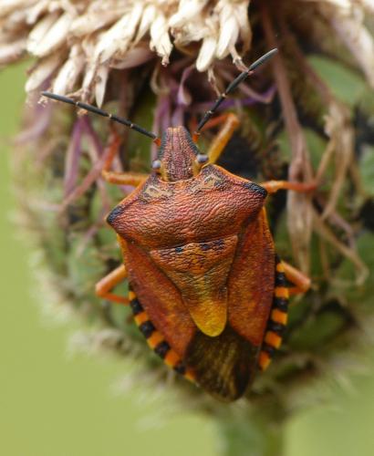 Réf. 154 487 : Carpocoris purpureipennis