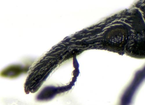 Réf. 154 053 : Catapion natricis