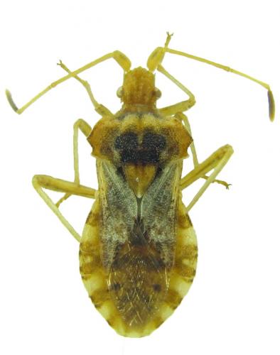 Centrocoris volxemi