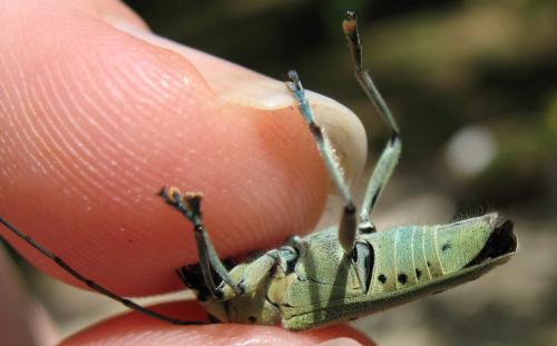 Réf. 154 275 : Saperda punctata