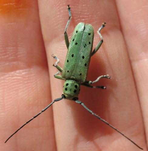 Saperda punctata
