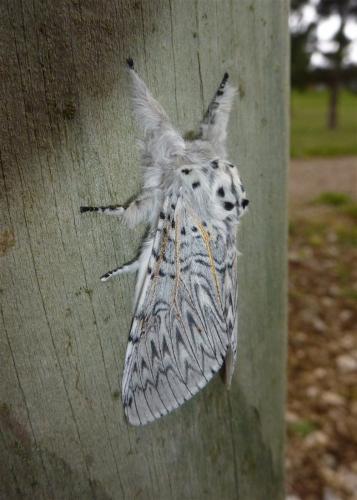 Cerura vinula