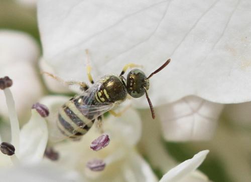Ceylalictus variegatus