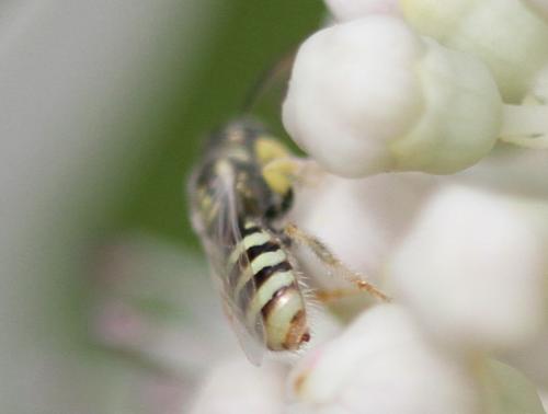 Ceylalictus variegatus